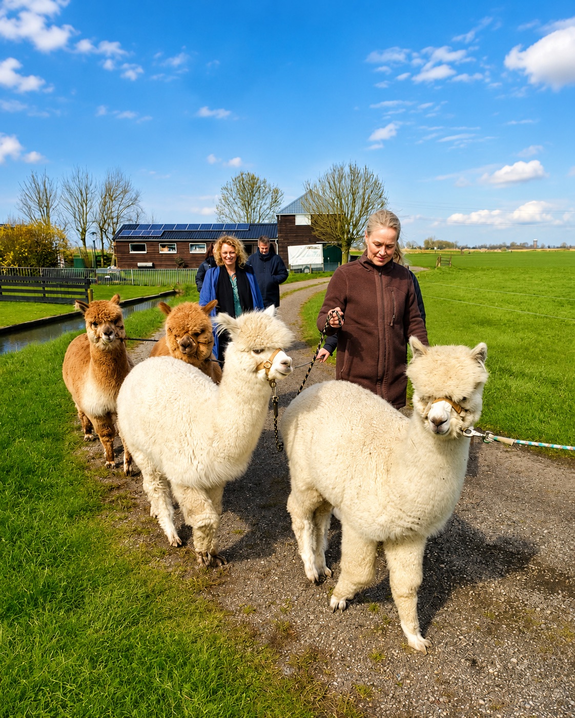 Alpaca-wandeling over het landweggetje bij de Corneliahoeve