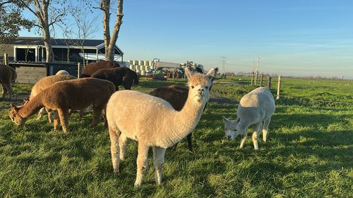 Rust op het erf van de Corneliahoeve