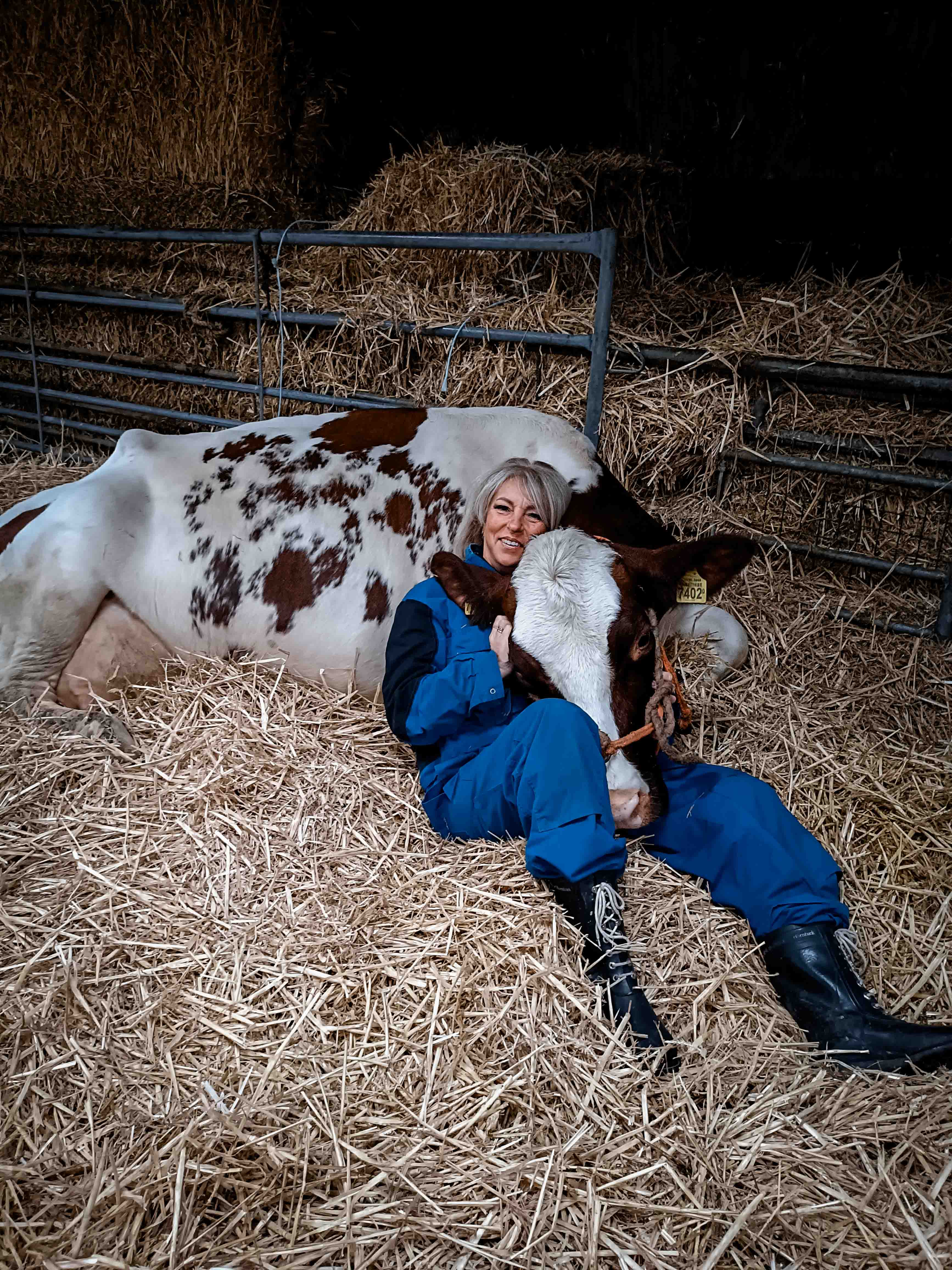 Koe-knuffelen in de stal van de Corneliahoeve